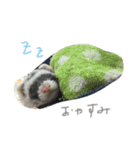 フェレットねる（個別スタンプ：1）
