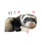 フェレットねる（個別スタンプ：2）