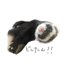 フェレットねる（個別スタンプ：4）