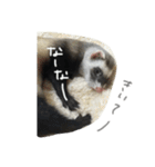フェレットねる（個別スタンプ：9）