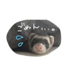 フェレットねる（個別スタンプ：11）