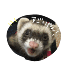 フェレットねる（個別スタンプ：13）