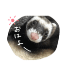 フェレットねる（個別スタンプ：15）