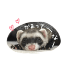 フェレットねる（個別スタンプ：17）