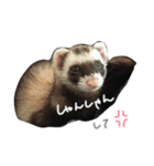 フェレットねる（個別スタンプ：21）