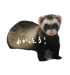 フェレットねる（個別スタンプ：22）