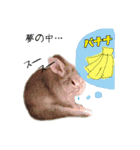 うさ吉くん（個別スタンプ：1）