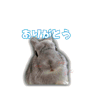 うさ吉くん（個別スタンプ：11）