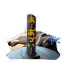 chata（個別スタンプ：3）
