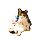 chata（個別スタンプ：4）