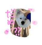 やまだ いつき…弐（個別スタンプ：3）