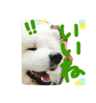 やまだ いつき…弐（個別スタンプ：12）