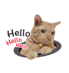 Hello！ Heng Heng 2（個別スタンプ：8）