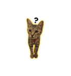 猫と亀（個別スタンプ：1）