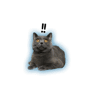 猫と亀（個別スタンプ：2）