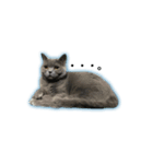 猫と亀（個別スタンプ：5）