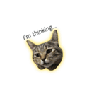 猫と亀（個別スタンプ：6）
