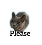 猫と亀（個別スタンプ：9）
