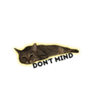 猫と亀（個別スタンプ：10）