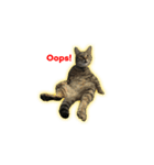 猫と亀（個別スタンプ：11）