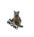 猫と亀（個別スタンプ：12）