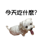 dododo dog（個別スタンプ：1）