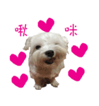 dododo dog（個別スタンプ：3）