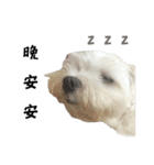 dododo dog（個別スタンプ：6）