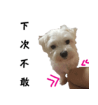 dododo dog（個別スタンプ：7）