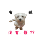 dododo dog（個別スタンプ：8）