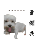 dododo dog（個別スタンプ：10）