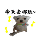dododo dog（個別スタンプ：11）