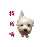 dododo dog（個別スタンプ：12）