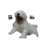 dododo dog（個別スタンプ：14）