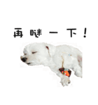 dododo dog（個別スタンプ：15）