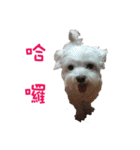 dododo dog（個別スタンプ：17）