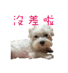 dododo dog（個別スタンプ：19）