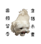 dododo dog（個別スタンプ：20）