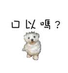 dododo dog（個別スタンプ：22）