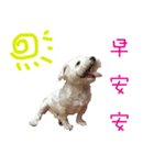 dododo dog（個別スタンプ：24）