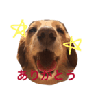 ミニチュアダックスフンドのトン（個別スタンプ：2）