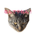 キジ猫 ミミちゃんの日常（個別スタンプ：3）