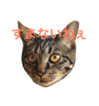 キジ猫 ミミちゃんの日常（個別スタンプ：4）