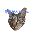 キジ猫 ミミちゃんの日常（個別スタンプ：5）