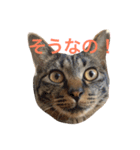キジ猫 ミミちゃんの日常（個別スタンプ：6）