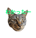 キジ猫 ミミちゃんの日常（個別スタンプ：7）