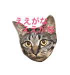 キジ猫 ミミちゃんの日常（個別スタンプ：8）
