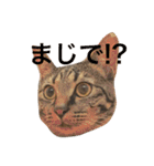 キジ猫 ミミちゃんの日常（個別スタンプ：9）