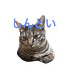 キジ猫 ミミちゃんの日常（個別スタンプ：10）