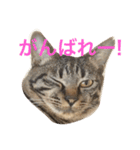 キジ猫 ミミちゃんの日常（個別スタンプ：11）